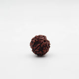  5 Mukhi Natural Rudraksha Lab Certified