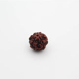  5 Mukhi Natural Rudraksha Lab Certified