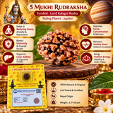 5 Mukhi Natural Rudraksha Lab Certified in yellow packiging (2.53g)