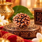 5 Mukhi Natural Rudraksha Lab Certified in yellow packiging (2.53g)