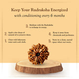 11 Mukhi Natural Rudraksha Lab Certified