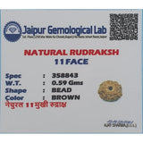 Natural 12 Mukhi Rudraksha For Men And Women, 12 Mukhi Lab Rudraksha Original Certified Nepali,Barah Mukhi Rudraksha Bead shape 1.97 Grams,Gol Dana  Rudraksha