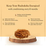 Lab Certified 2 Mukhi Rudraksha