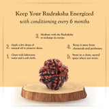 5 Mukhi Natural Rudraksha Lab Certified