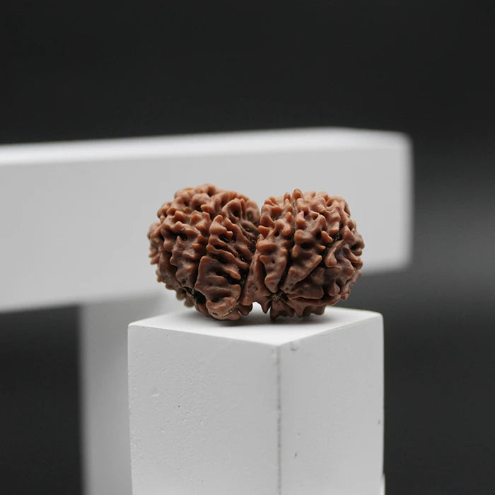 Lab Certified Nepali Gauri Shankar Rudraksha Beads (4.24 g)