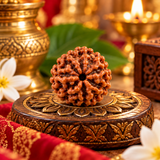 6 Mukhi Rudraksha Lab Certified Yellow Packging 2.17g