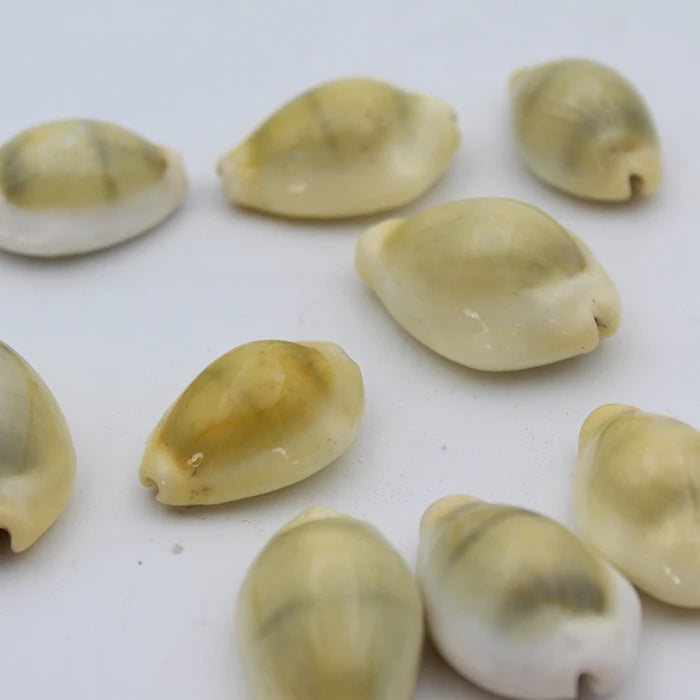 100% Natural Yellow Kodi Shells (Kaudi Shells) | Best to Use in Puja