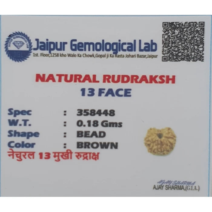Original Lab Certified Natural 13 Mukhi Indonesia Rudraksha Bead For Men Women
