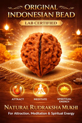 14 Rudraksha Mukhi Original  Bead | Lab Certified Natural Rudraksha