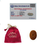 14 Rudraksha Mukhi Original  Bead | Lab Certified Natural Rudraksha