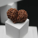 Lab Certified Nepali Gauri Shankar Rudraksha Beads (4.24 g)