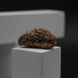 Nepali Natural 1 Mukhi Rudraksha Lab Certified (2.48 g)