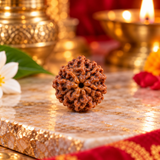 7 Mukhi Rudraksha Original Lab Certified Yellow Packaging 2.22 g