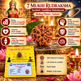 7 Mukhi Rudraksha Original Lab Certified Yellow Packaging 2.22 g