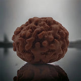 8 Mukhi Natural Rudraksha Lab Certified