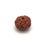 8 Mukhi Natural Rudraksha Lab Certified