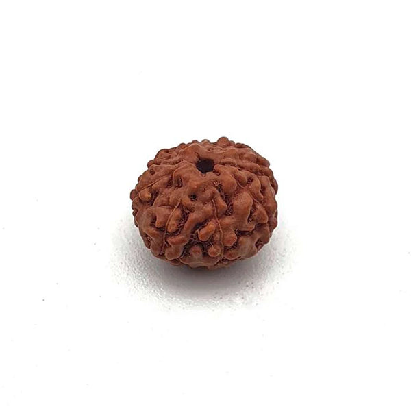 8 Mukhi Natural Rudraksha Lab Certified