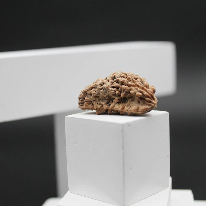 Nepali Natural 1 Mukhi Rudraksha Lab Certified (2.48 g)