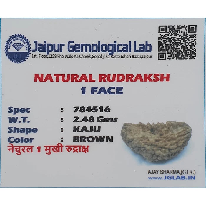 Nepali Natural 1 Mukhi Rudraksha Lab Certified (2.48 g)