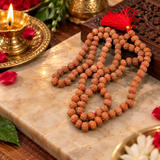Certified 8 Mukhi 108 Beads Rudraksha Mala