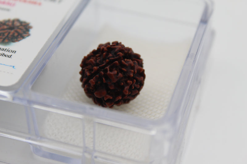 Original 6 Mukhi Rudraksha