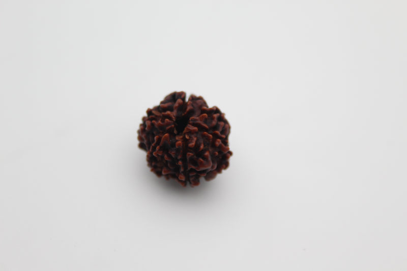 Original 6 Mukhi Rudraksha