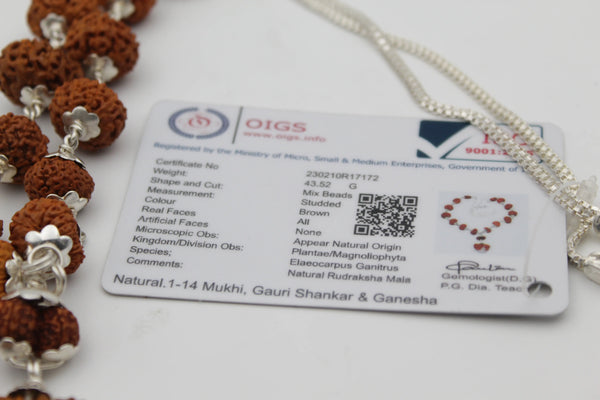 Certified 1-14 Mukhi Gaurishankar Rudraksha Indoneasia Kanthi Mala (43.52 G)