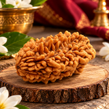 Lab Certified 2 Mukhi Rudraksha