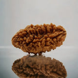 Lab Certified 2 Mukhi Rudraksha