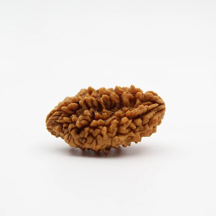 Lab Certified 2 Mukhi Rudraksha