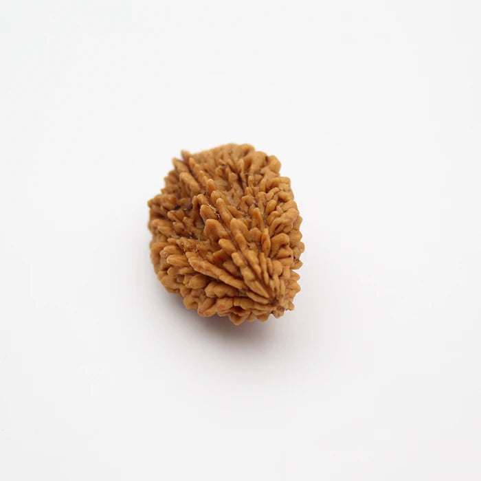 Lab Certified 2 Mukhi Rudraksha