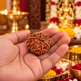 Lab Certified 7 Mukhi Rudraksha