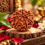 Lab Certified 7 Mukhi Rudraksha