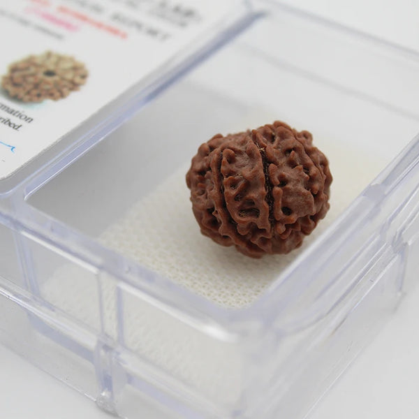 Lab Certified 7 Mukhi Rudraksha