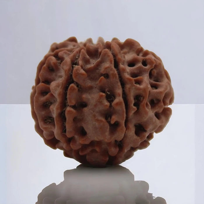 Lab Certified 7 Mukhi Rudraksha