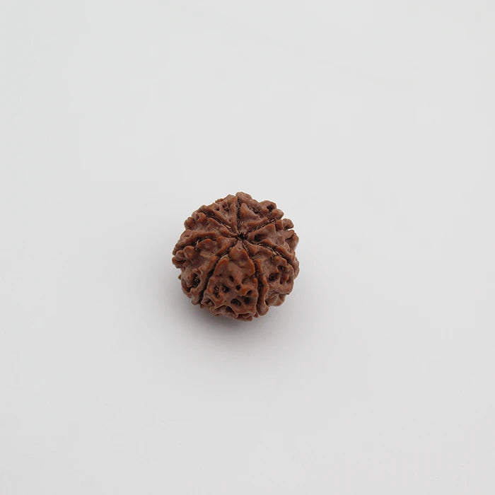 Lab Certified 7 Mukhi Rudraksha