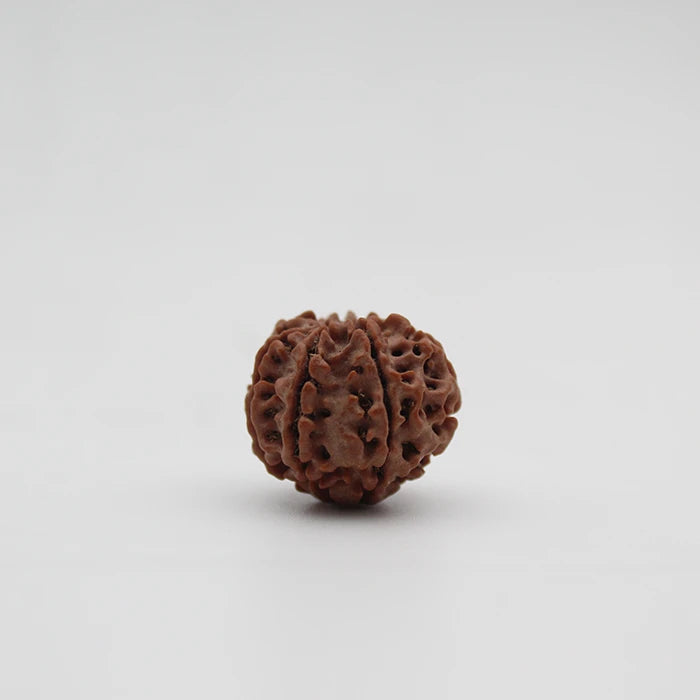 Lab Certified 7 Mukhi Rudraksha