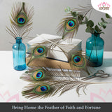 Peacock Feather | Original Mor Pankh (Set of 11 Tails) - Length Size 30 Inches