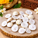 Natural Gomti Chakras  | Rare Hand-Picked Gomati Chakras Perfect Shape, No Damage