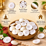Natural Gomti Chakras  | Rare Hand-Picked Gomati Chakras Perfect Shape, No Damage