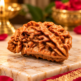 Nepali Natural 1 Mukhi Rudraksha Lab Certified (2.48 g)