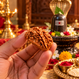 Nepali Natural 1 Mukhi Rudraksha Lab Certified (2.48 g)