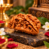 Nepali Natural 1 Mukhi Rudraksha Lab Certified (2.48 g)