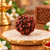Original 6 Mukhi Rudraksha