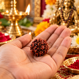 Original 6 Mukhi Rudraksha