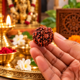 Original 6 Mukhi Rudraksha