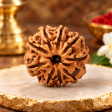 Original 9 Mukhi Rudraksha