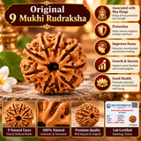 Original 9 Mukhi Rudraksha