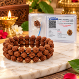 Pack Of 2 combo Original Multiline Stretchable 5 Mukhi Rudraksha Beads Handband,1 to 14 Mukhi Rudraksha Original Certified