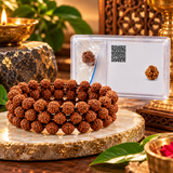 Pack Of 2 combo Original Multiline Stretchable 5 Mukhi Rudraksha Beads Handband,1 to 14 Mukhi Rudraksha Original Certified